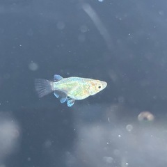 🐟緑光ダルマ メダカ  10匹+おまけ1匹🐟写真現物の画像