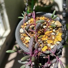 植物🪴ルビーネックレス
の画像