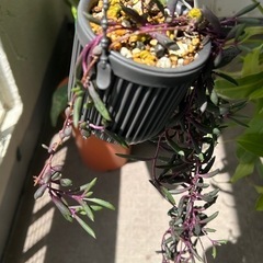 植物🪴ルビーネックレス
の画像