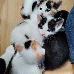 子猫貰って下さい