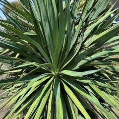 植木観葉植物ユッカの画像