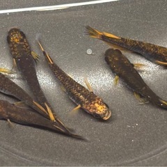 🐟五式typeR GOD 若魚 メダカ 3ペア🐟写真現物の画像