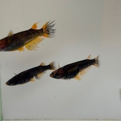 🐟五式typeR GOD 若魚 メダカ 3ペア🐟写真現物の画像