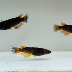 🐟五式typeR GOD 若魚 メダカ 3ペア🐟写真現物の画像