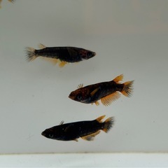 🐟五式typeR GOD 若魚 メダカ 3ペア🐟写真現物の画像