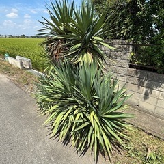 植木観葉植物ユッカの画像