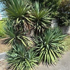 植木観葉植物ユッカの画像
