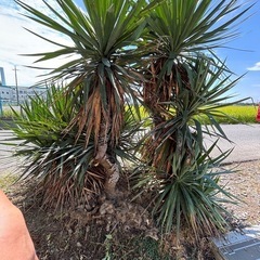 植木観葉植物ユッカの画像