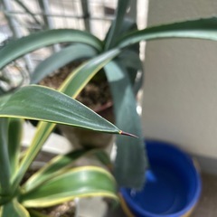 植物🪴アガペ　の画像