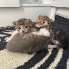 保護母子猫のご飯募集