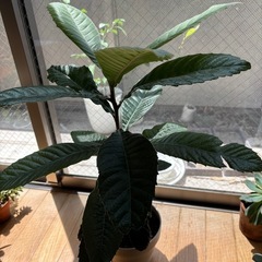 植物　枇杷苗　ガーデニングの画像