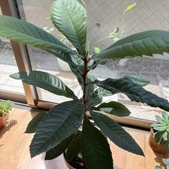 植物　枇杷苗　ガーデニングの画像
