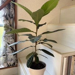植物　枇杷苗　ガーデニングの画像