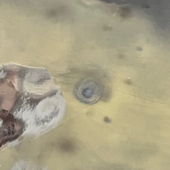 菓子皿の画像