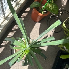 植物🪴アガペの画像