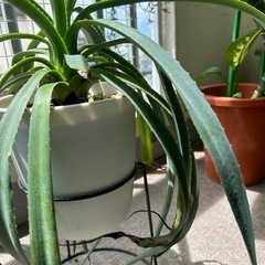 植物🪴アガペの画像