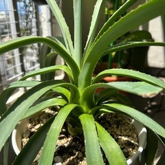 植物🪴アガペの画像