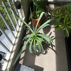 植物🪴アガペの画像