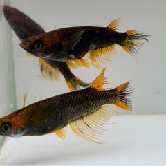 🐟五式typeR GOD ヒレ長スワロー① 若魚 メダカ ♀3♂2  5匹🐟写真現物の画像