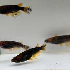 🐟五式typeR GOD ヒレ長スワロー① 若魚 メダカ ♀3♂2  5匹🐟写真現物の画像