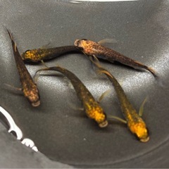 🐟五式typeR GOD ヒレ長スワロー① 若魚 メダカ ♀3♂2  5匹🐟写真現物の画像