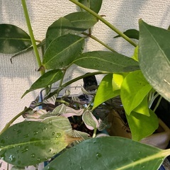 30✖️20センチ　30センチ水槽用上部濾過槽の画像