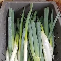 食品ロス削減‼️(*｀ｴ´*)剥き損じネギ、お譲りします😣💦⤵️の画像