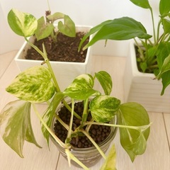 植物2種の画像