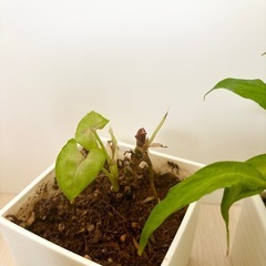 植物2種の画像