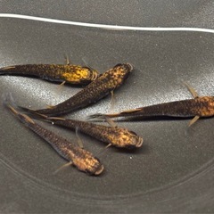 🐟五式typeR GOD ヒレ長スワロー②　若魚 メダカ ♀3♂2  5匹🐟写真現物の画像