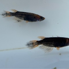🐟五式typeR GOD ヒレ長スワロー②　若魚 メダカ ♀3♂2  5匹🐟写真現物の画像