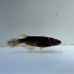 🐟五式typeR GOD ヒレ長スワロー②　若魚 メダカ ♀3♂2  5匹🐟写真現物の画像