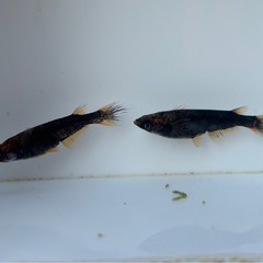 🐟五式typeR GOD ヒレ長スワロー②　若魚 メダカ ♀3♂2  5匹🐟写真現物の画像