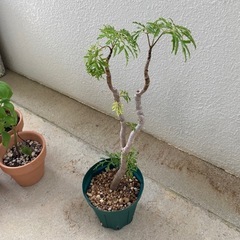 タイワンモミジの画像