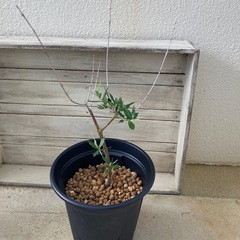 オリーブの木の画像