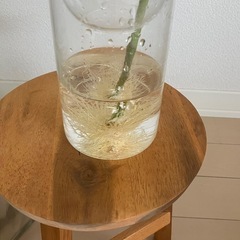 ③観葉植物　フィカス アルテシーマ　の画像