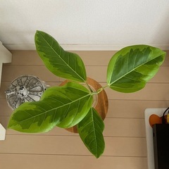 ③観葉植物　フィカス アルテシーマ　の画像