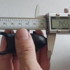 国産オオクワガタ能勢ＹG成虫ペア⑦の画像