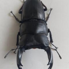 国産オオクワガタ能勢ＹG成虫ペア⑦の画像