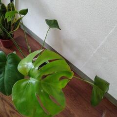 モンステラ　ポトス　観葉植物の画像