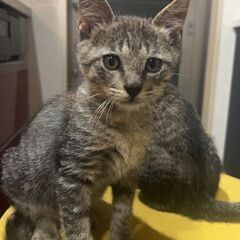 元気いっぱいのキジ猫あんこ君！