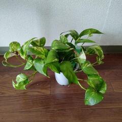 モンステラ　ポトス　観葉植物の画像