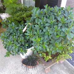 観葉植物　熱帯植物　レア植物　希少特大尖閣ガジュマル　センカクガジュマル　剪定枝の画像