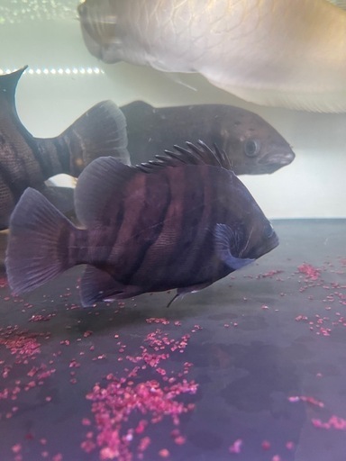 ダトニオプラスワン　パーフェクトバンド　熱帯魚　大型魚　水槽