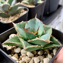 🟣写真更新🟣アガベ【貔貅】小株の画像
