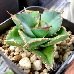 🟣写真更新🟣アガベ【貔貅】小株の画像