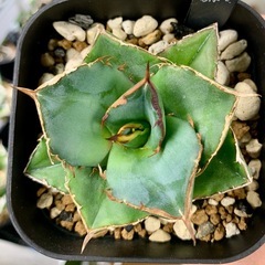 🟣写真更新🟣アガベ【貔貅】小株の画像