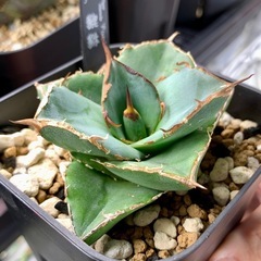 🟣写真更新🟣アガベ【貔貅】小株の画像