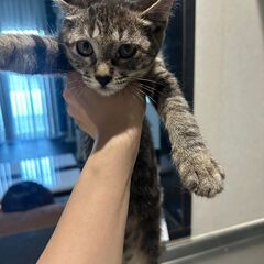 愛らしいメスのキジ猫あんずちゃん！