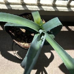 植物🪴アガペ🪴アメリカーナ？の画像